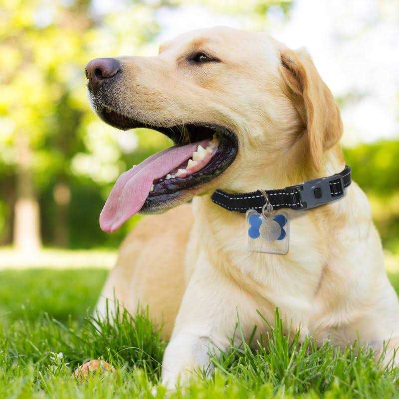 ThunderCover Dog Tag Silencer - Nail Gallerys