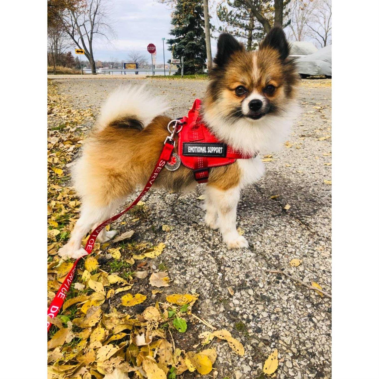 voopet Service Dog Harness,Emotional Support Pet Vest Harness,Reflective Breathable and Adjustable No-Pull ESA Dog Harness - Nail Gallerys