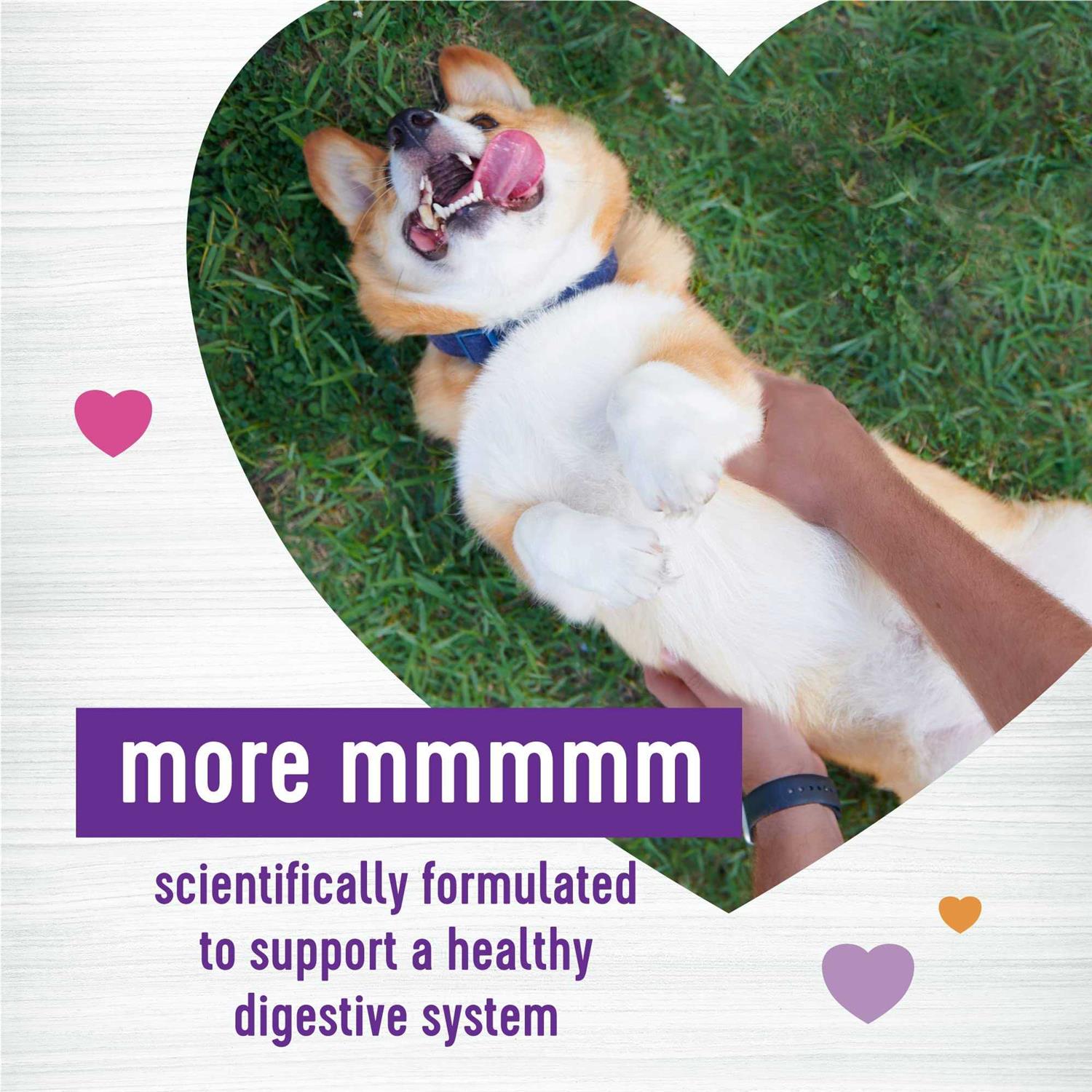 Wellness Pumpkin Patch Flavored Soft Chew Digestive Health Supplements for Dogs - Nail Gallerys