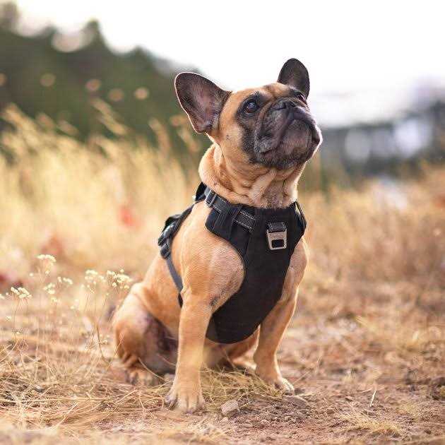 Outward Hound Boulder Adventure Adjustable Dog Harness with Pockets - Nail Gallerys