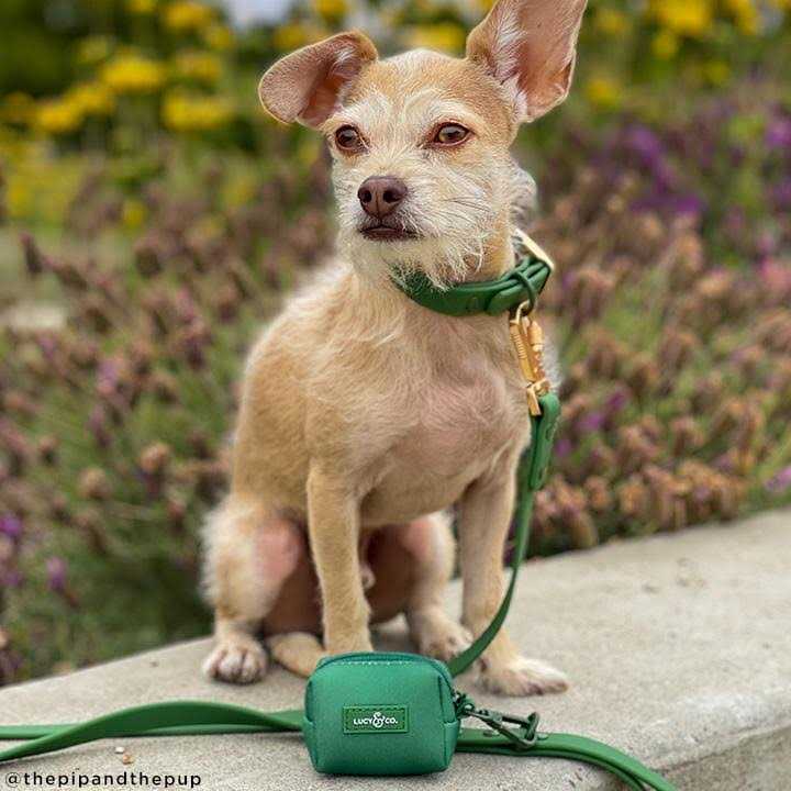 Lucy & Co Everyday PVC Collar - Nail Gallerys