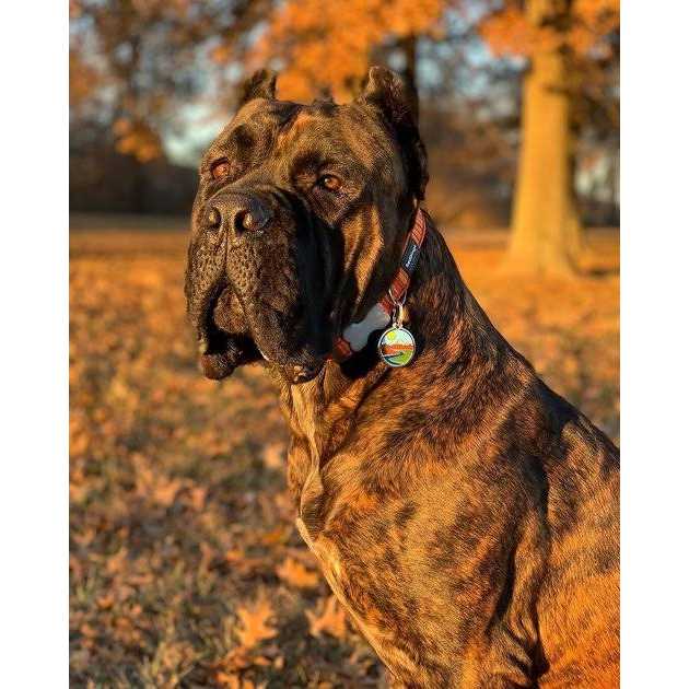 Red Dingo Enamel Pet ID Tag Mountains - Nail Gallerys