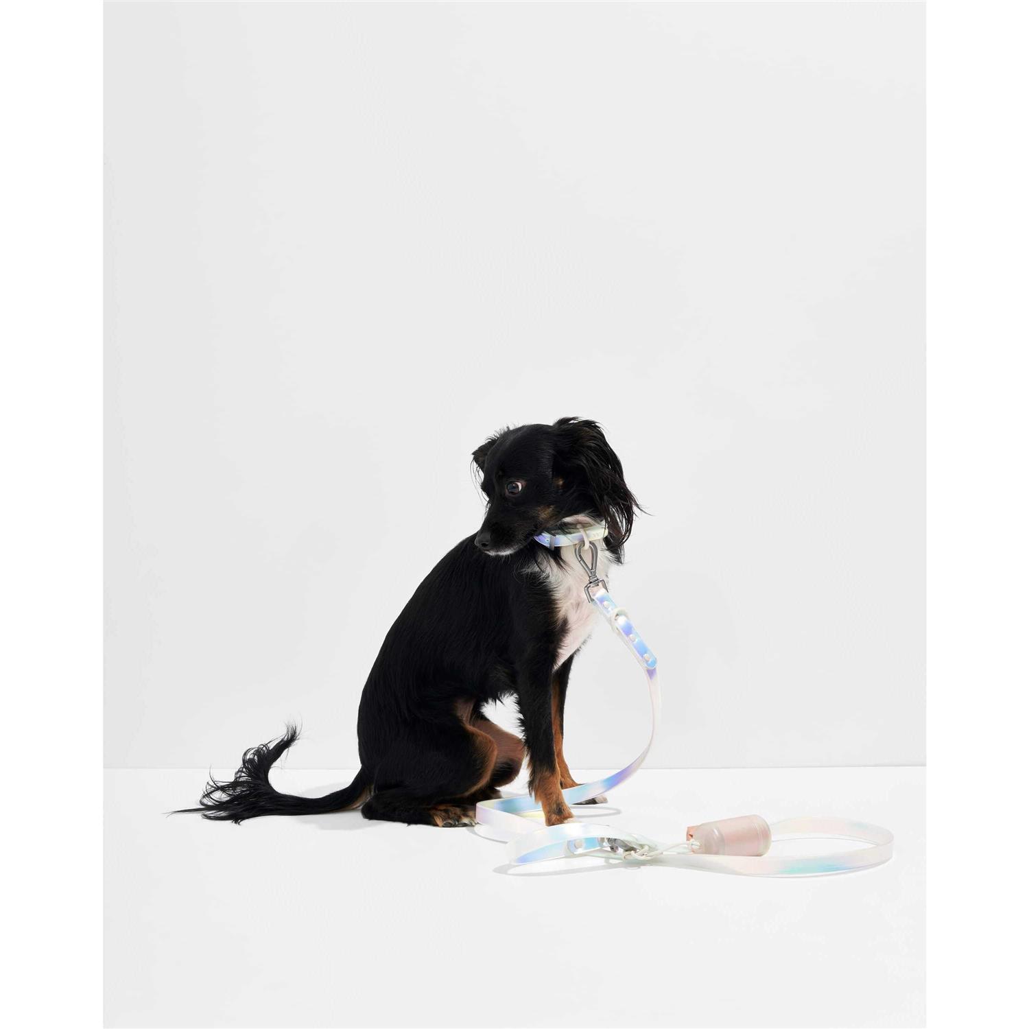 Wild One Dog Leash - Nail Gallerys