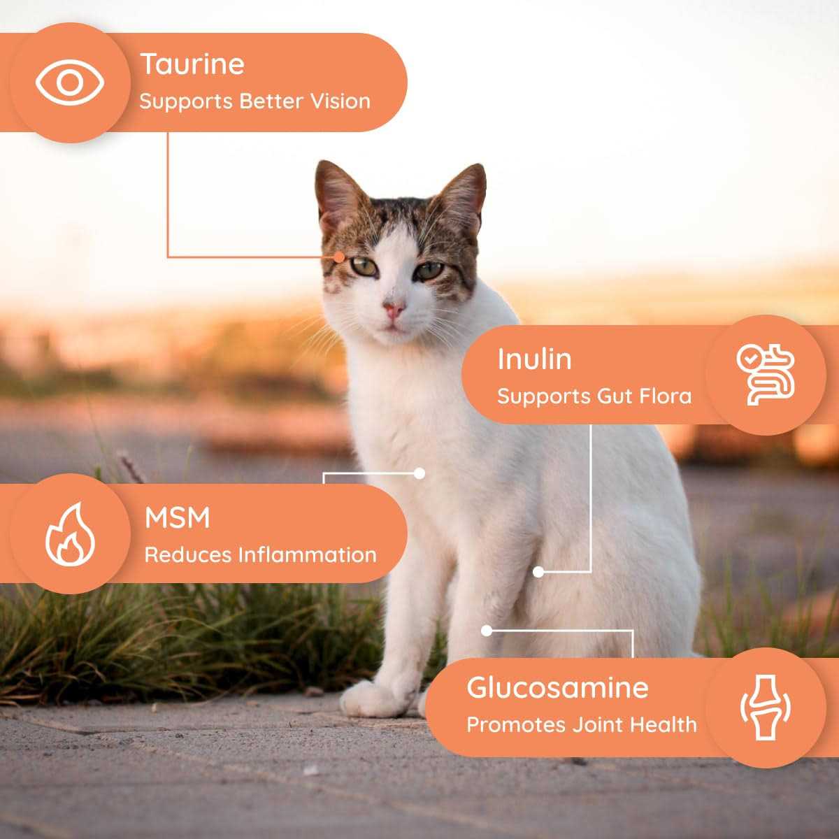 Petralyte Cat Electrolyte and Joint Supplement - Nail Gallerys