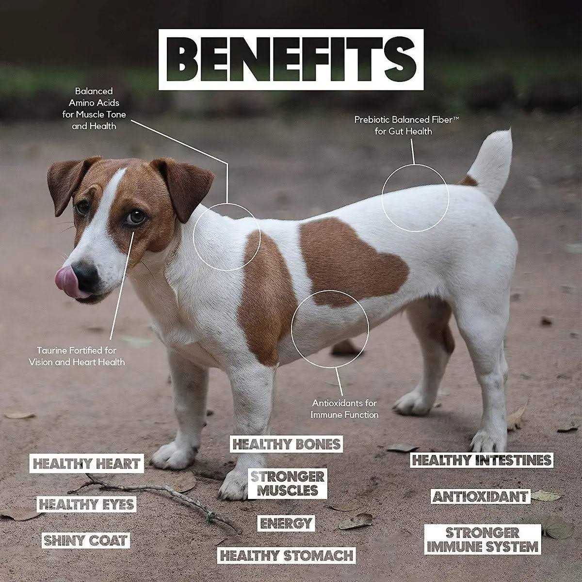 Lucy Pet Formulas for Life Salmon - Nail Gallerys