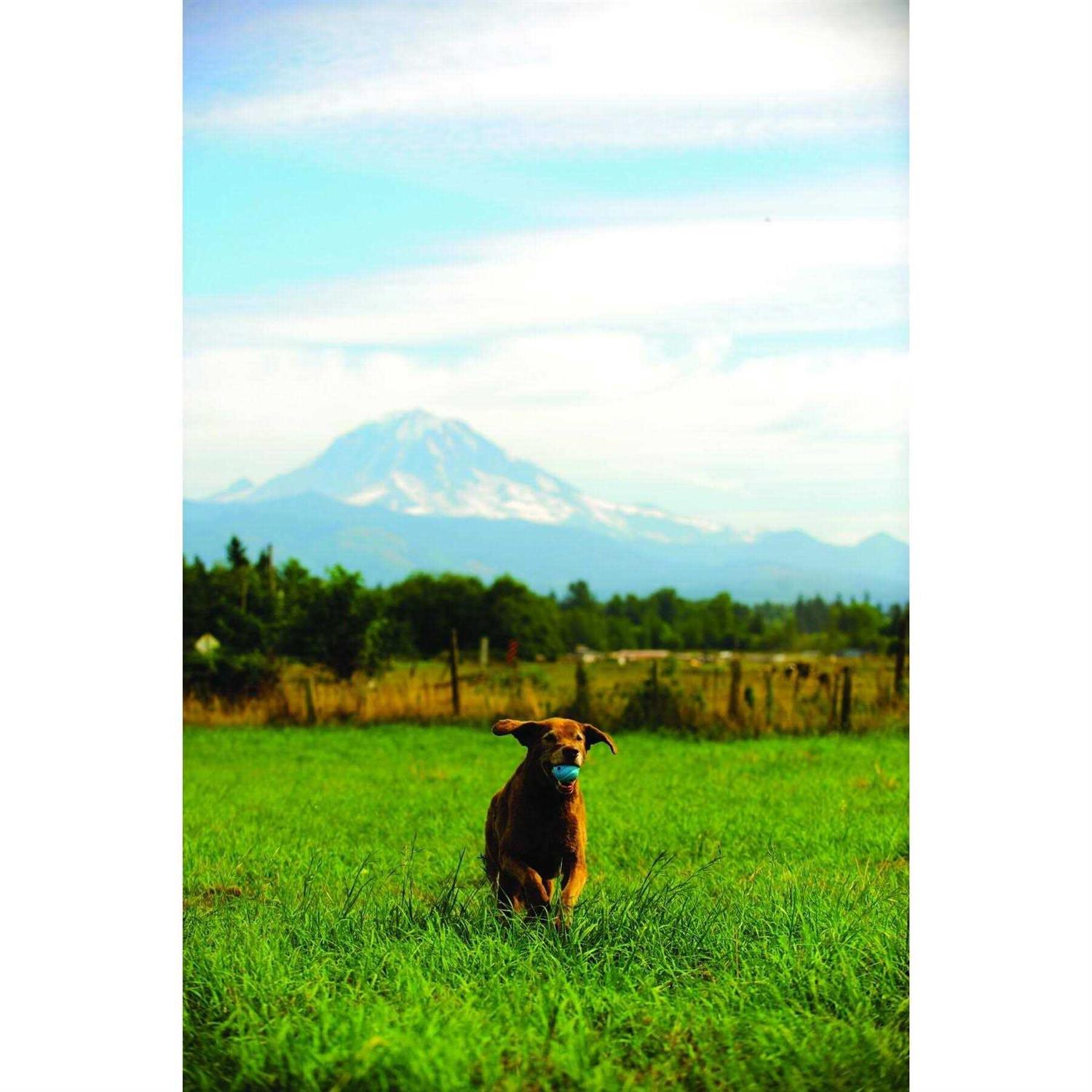 ChuckIt! Whistler Ball - Nail Gallerys