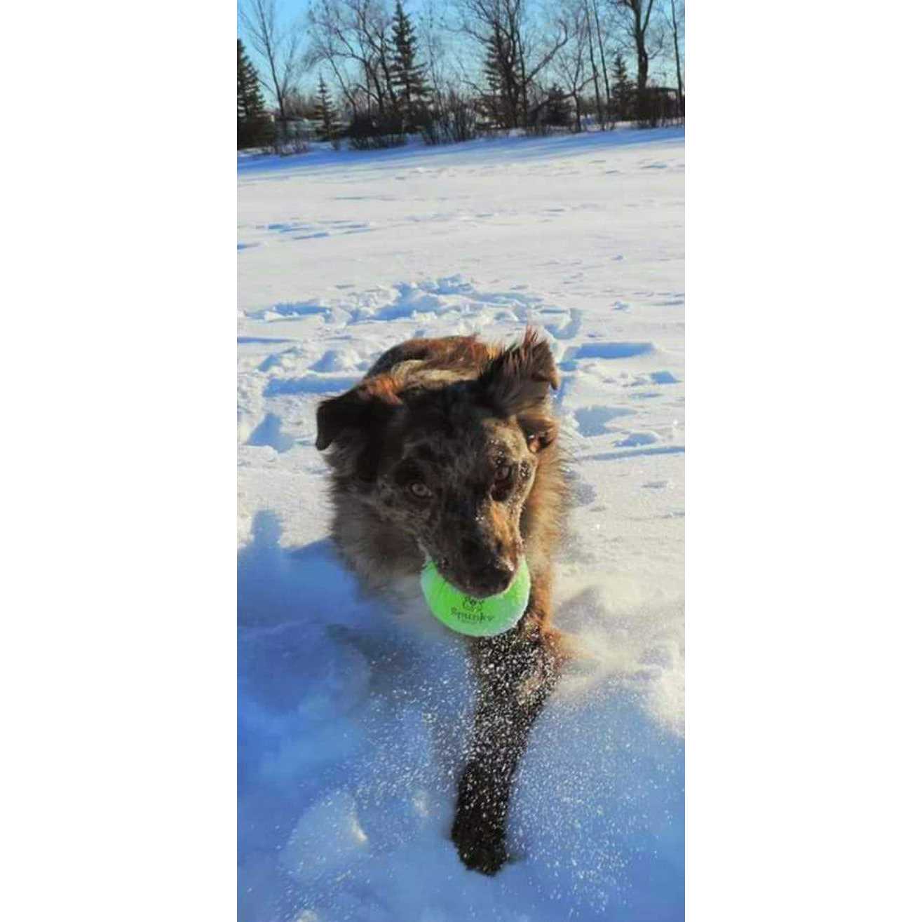 Spunky Pup Fetch Glow Ball - Nail Gallerys