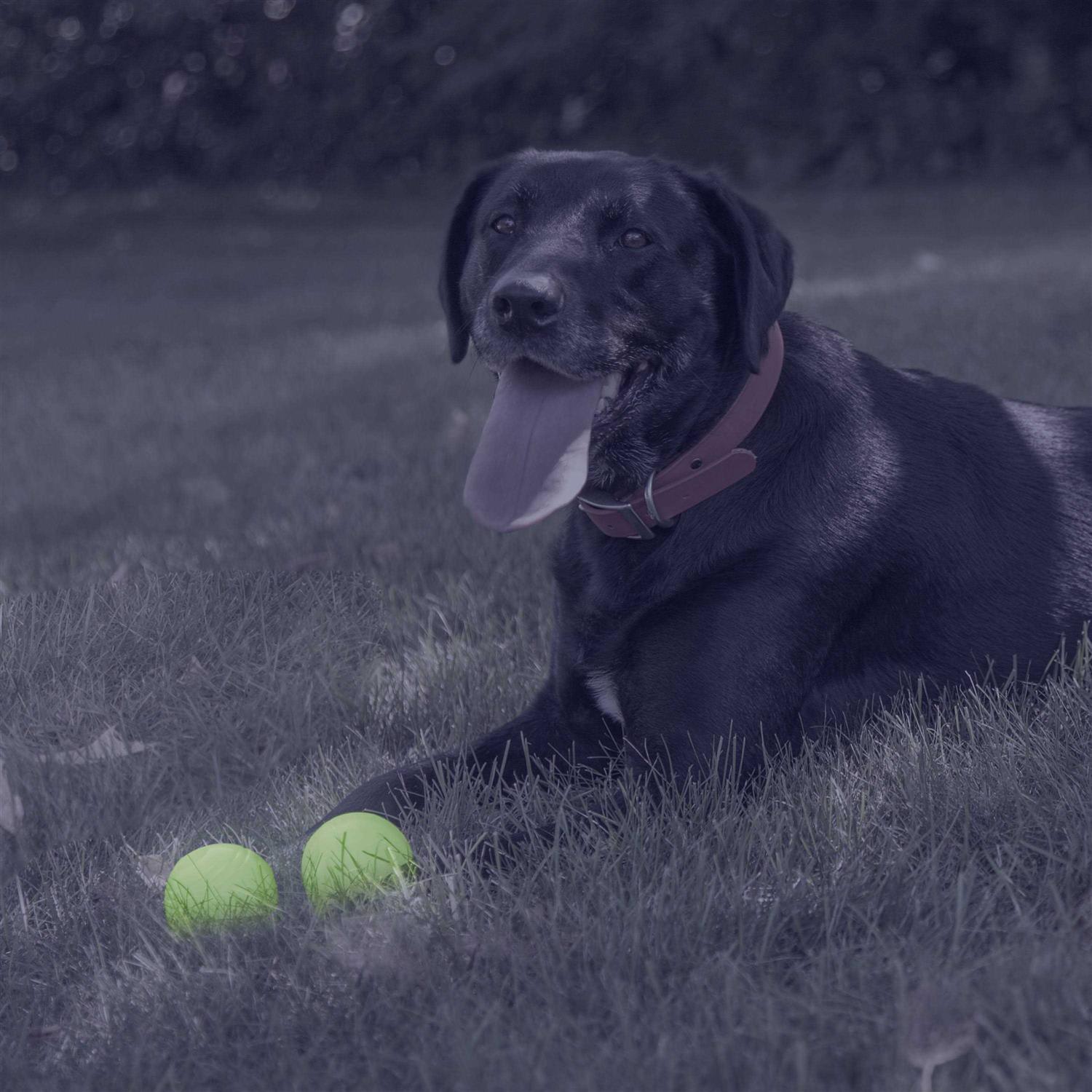 Chew King Glow Ball Dog Toys - Nail Gallerys