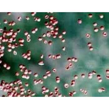 Aquatic Foods Inc Brine Shrimp Eggs 90% Hatch - Nail Gallerys