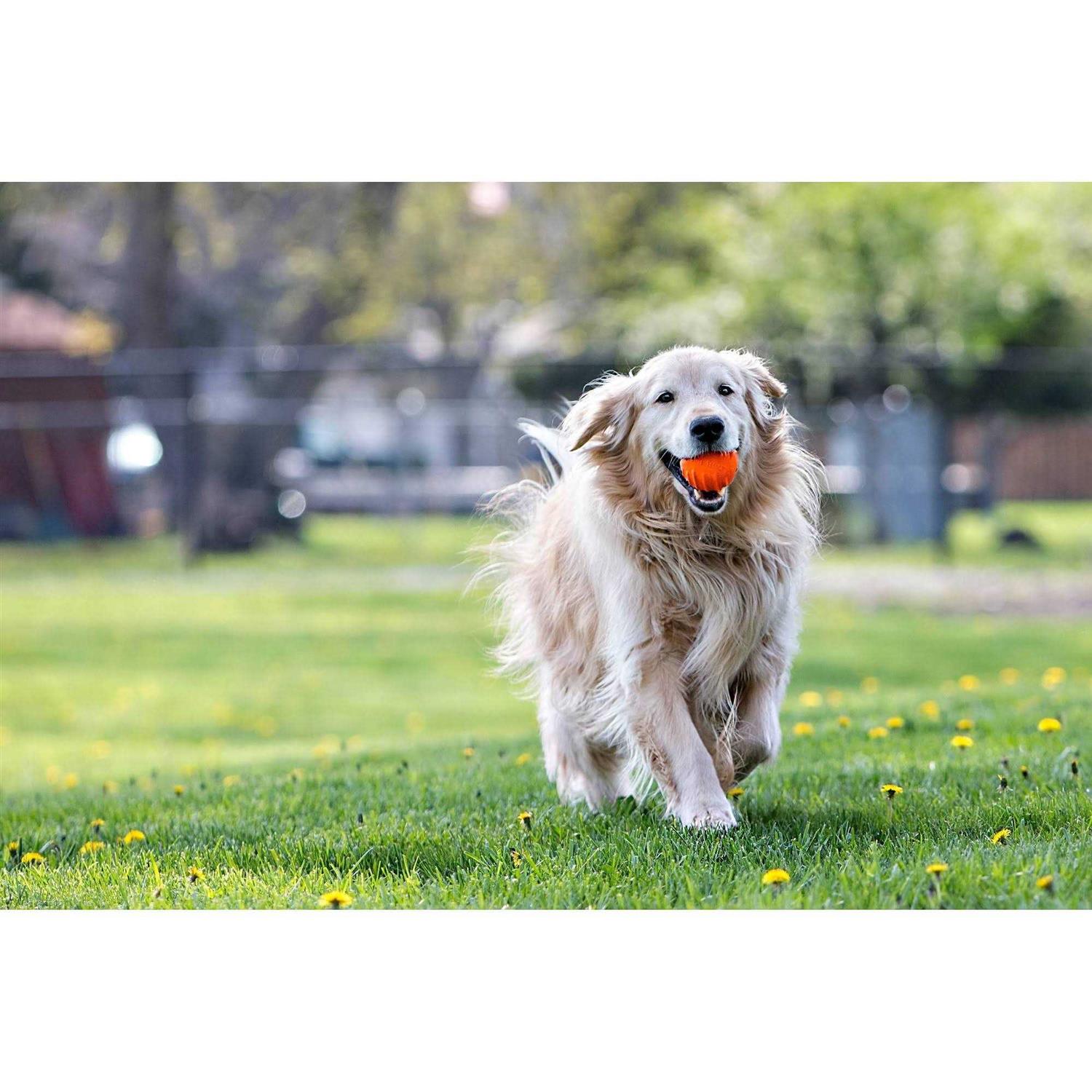 Jolly Pets Tuff Tosser - Nail Gallerys