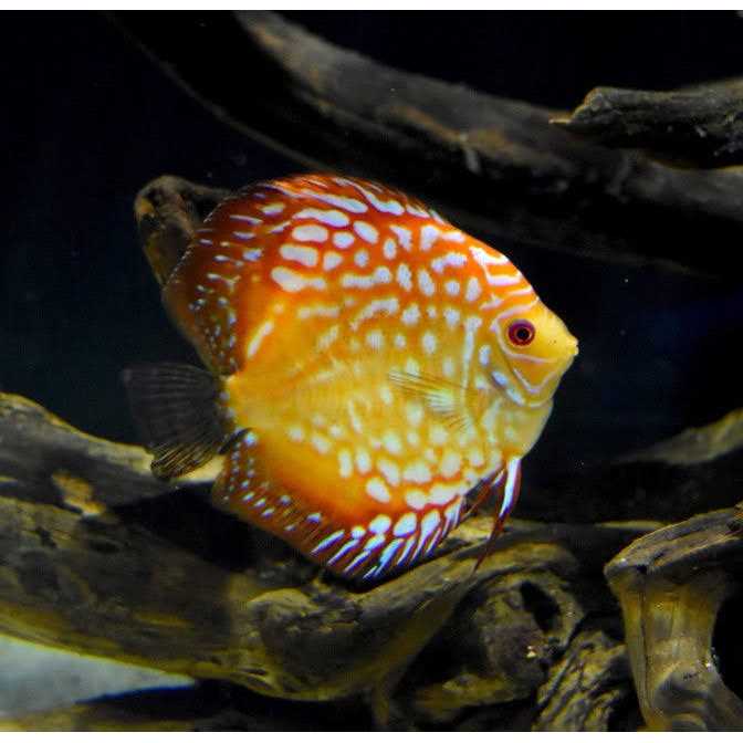 Seachem ParaGuard - Nail Gallerys