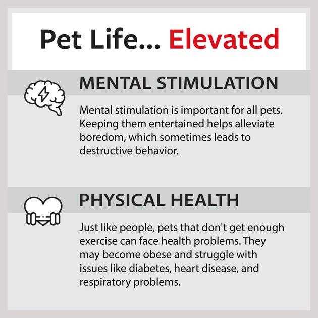 Caitec Cockatiel Ladder - Nail Gallerys