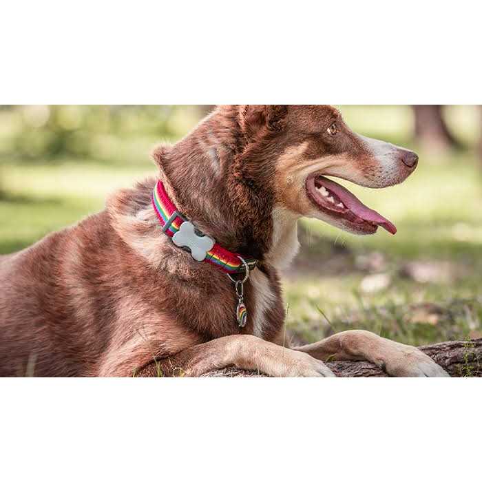 Red Dingo Enamel Pet ID Tag Mountains - Nail Gallerys