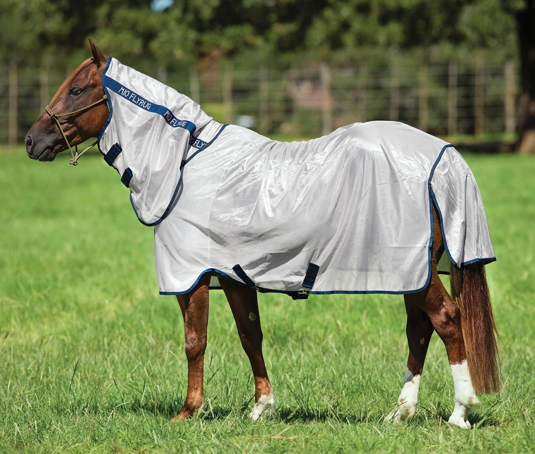 Amigo Mio Horse Fly Sheet - Nail Gallerys