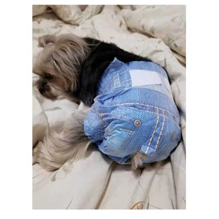 Pet Soft Dog Diapers Female Disposable Dog Diapers - Nail Gallerys