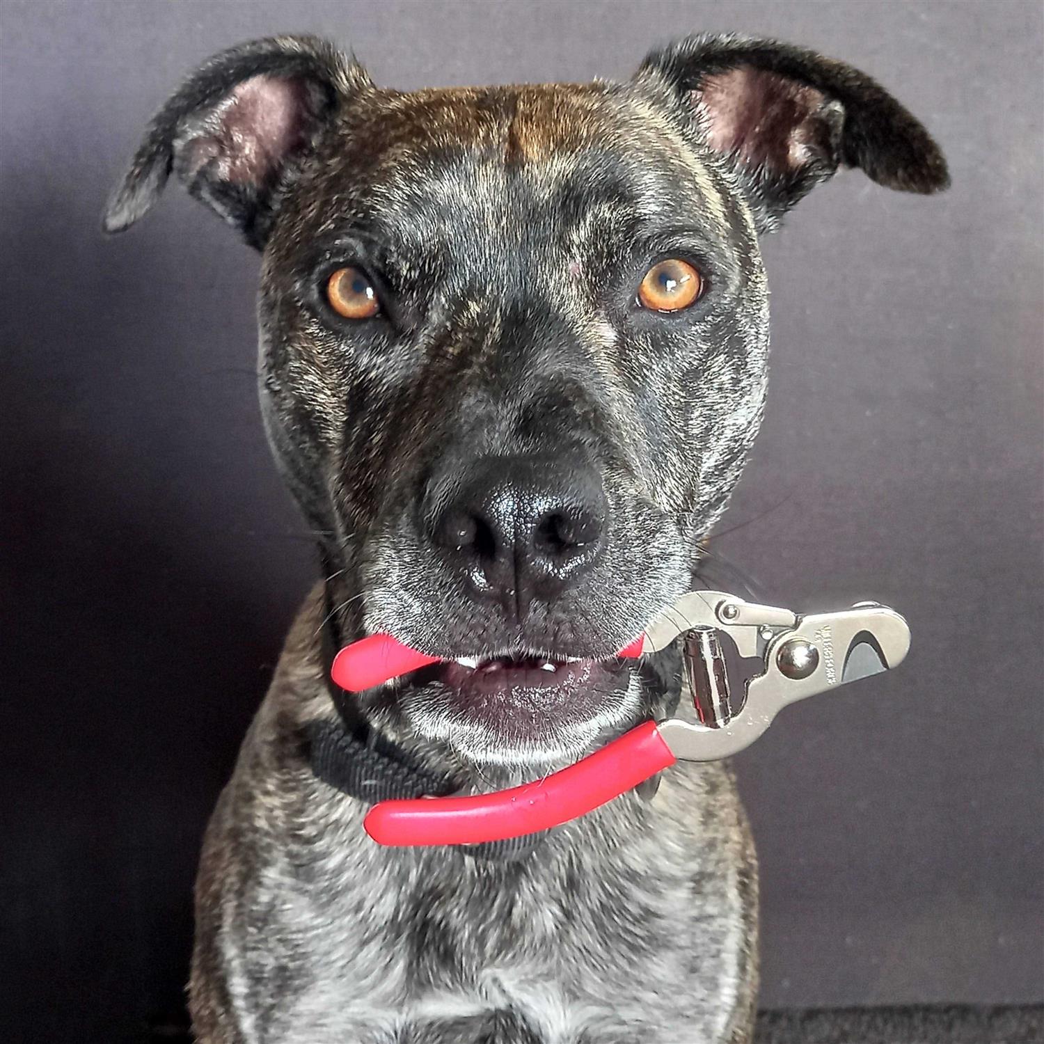 Millers Forge Pet Nail Clipper - Nail Gallerys