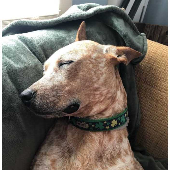 Dog Collar Lucky Shamrock - Nail Gallerys