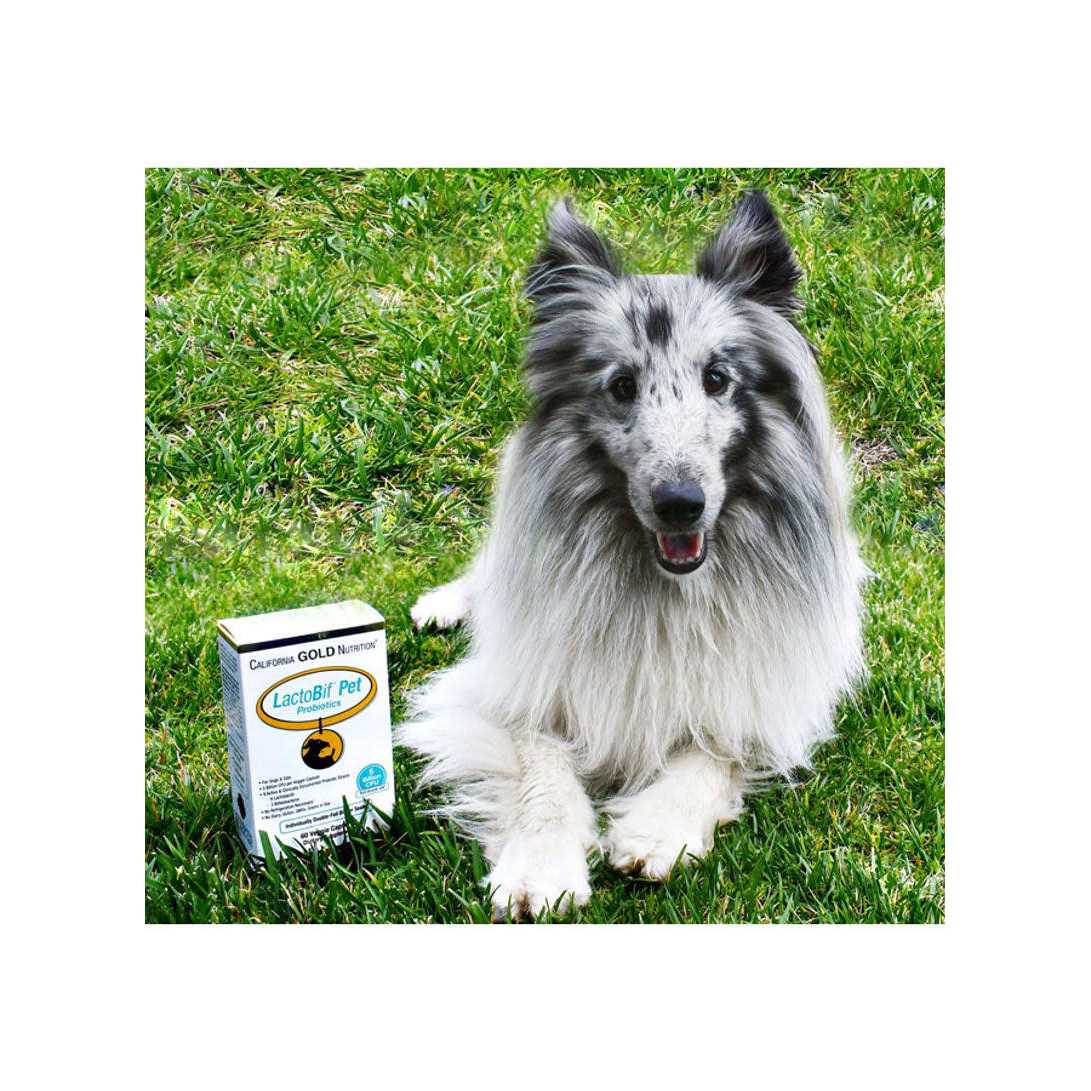 California Gold Nutrition LactoBif Pet Probiotics - Nail Gallerys