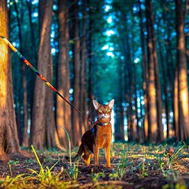 pidan Cat Harness and Leash Set Cats Escape Proof Adjustable Kitten Harness for Large Small Cats - Nail Gallerys