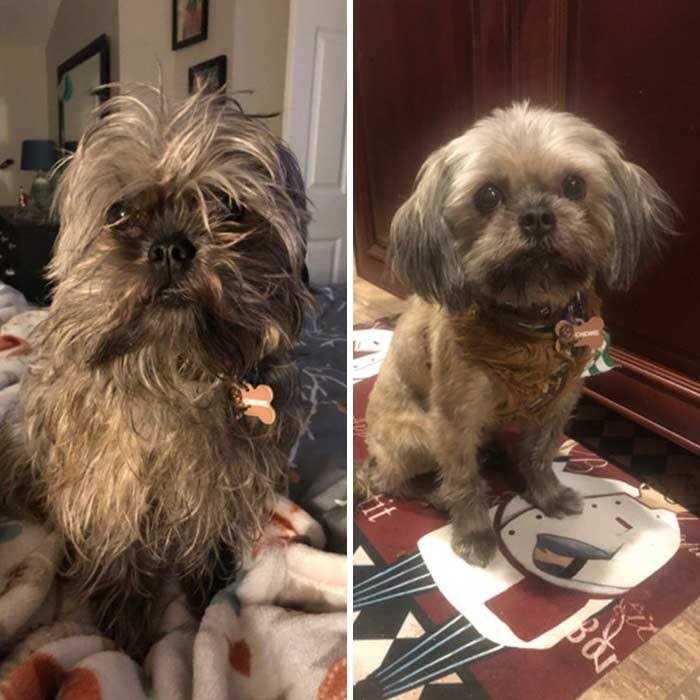 The Quietest Pet Hair Clippers That Doesn’t Scare Your Pet - Nail Gallerys