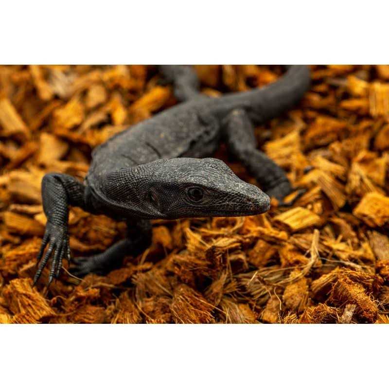 Reptichip Coconut Substrate for Reptiles Loose Coarse Coconut Husk Chip Reptile Bedding - Nail Gallerys