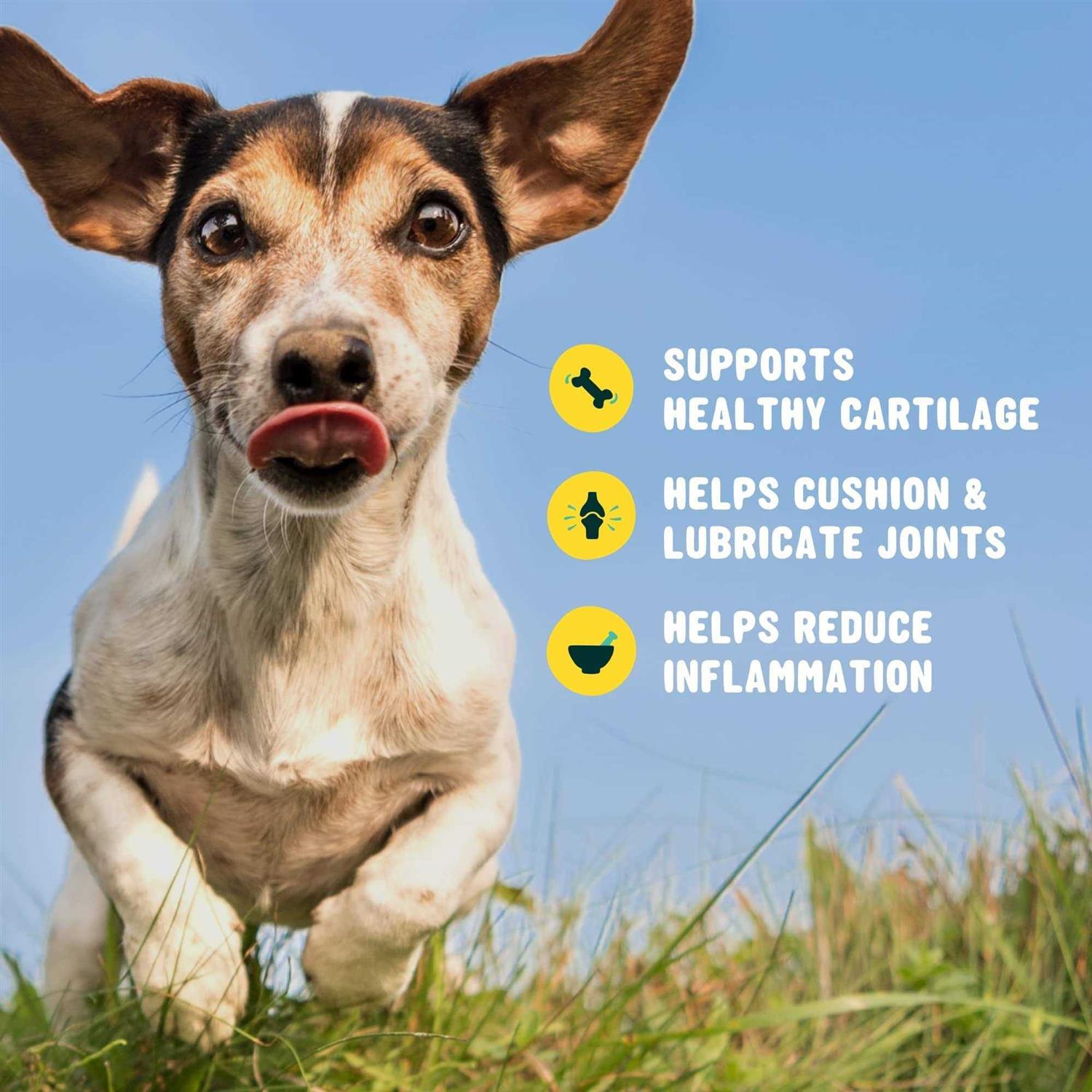 Active Chews Glucosamine for Dogs Hip and Joint Supplement with Chondroitin, Turmeric, and Msm - Nail Gallerys