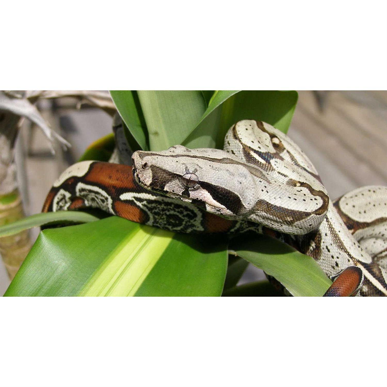 Zoo Med Paludarium Terrarium and Aquarium - Nail Gallerys