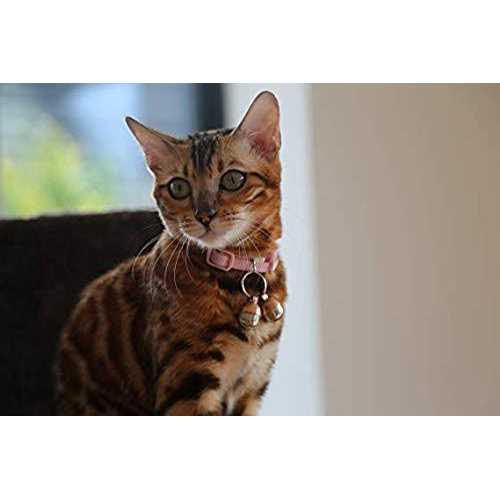 Beau’s Bells 2 Extra Loud Cat & Dog Bells - Nail Gallerys