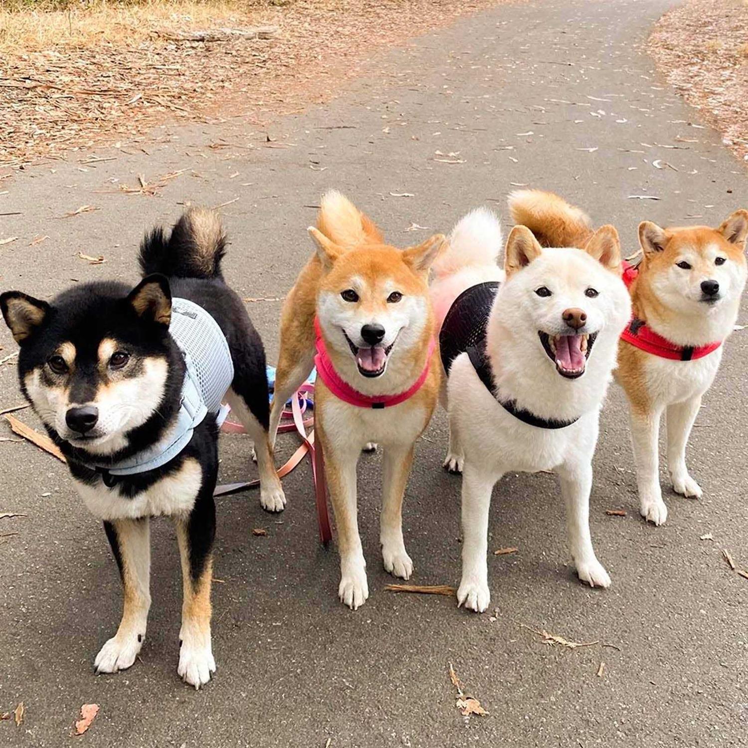 Sleepypod Martingale Walking Dog Harness - Nail Gallerys