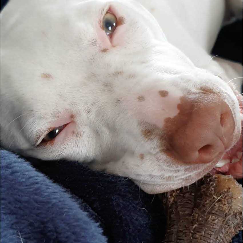 Nylabone Strong Chew Real Wood Stick Dog Toy - Nail Gallerys