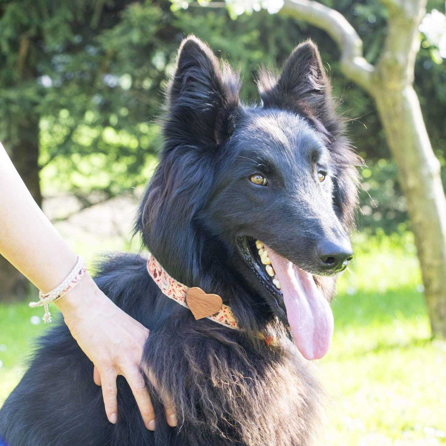 Pettsie Heart Dog Collar - Nail Gallerys