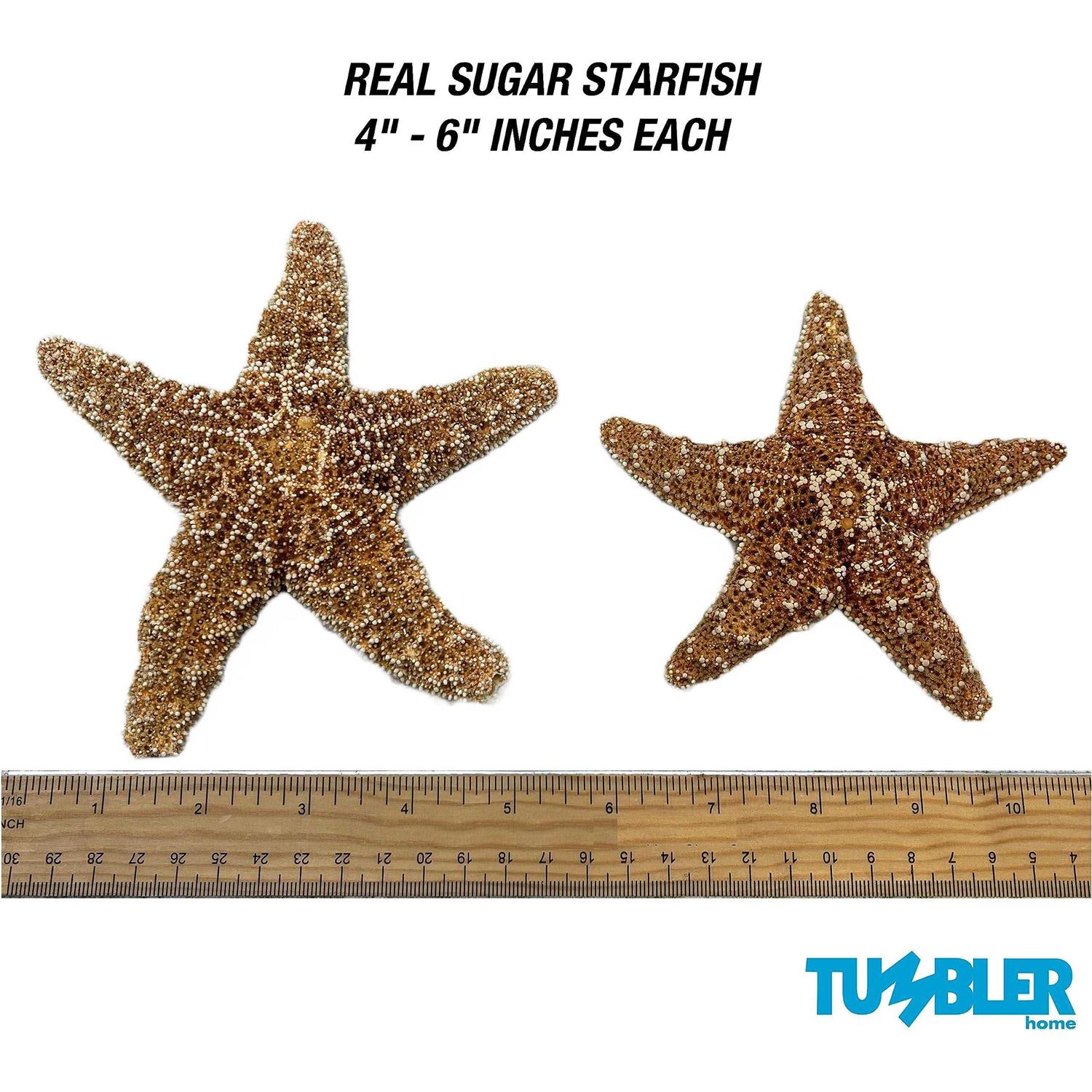 Tumbler Home Sugar Starfish 4 6 inch Large Starfish Sea Star Starfish Decor - Nail Gallerys