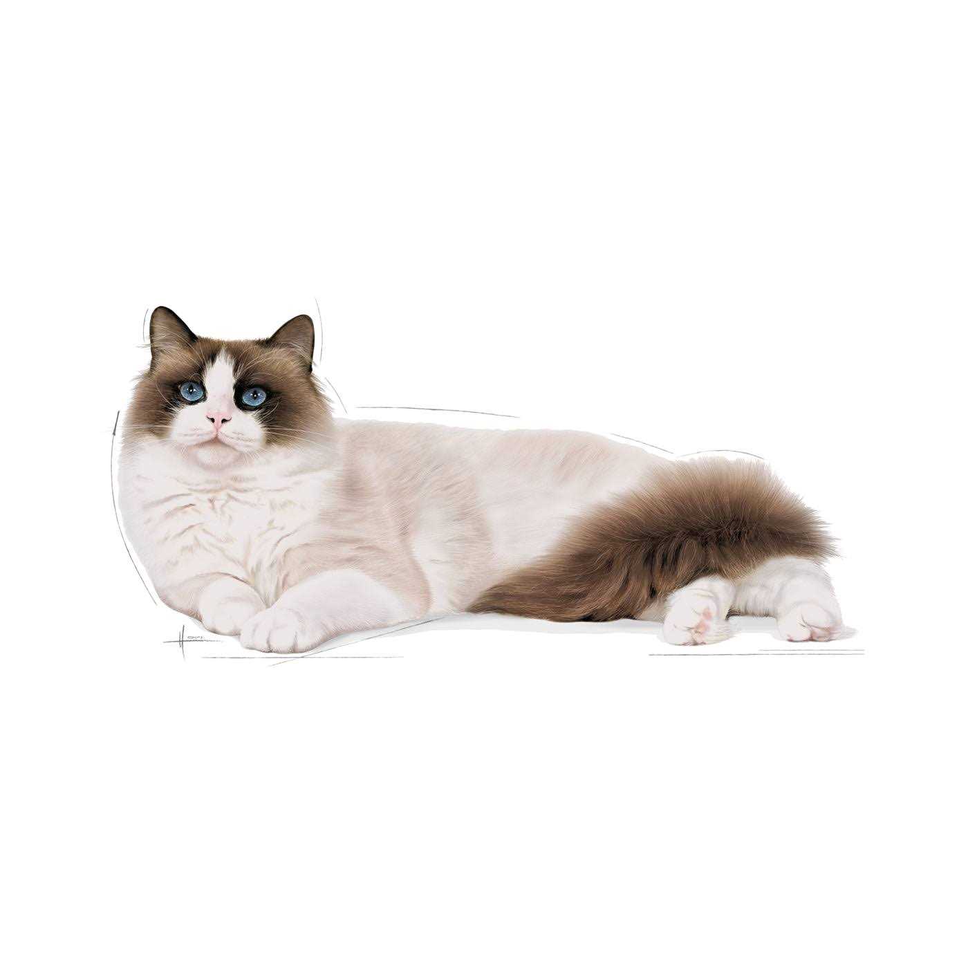 Royal Canin Ragdoll Adult Cat Food - Nail Gallerys