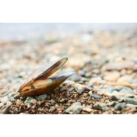 Green Lipped Mussel Omega 3 & 6 Joint & Inflammation Support* The Petz Kitchen* - Nail Gallerys