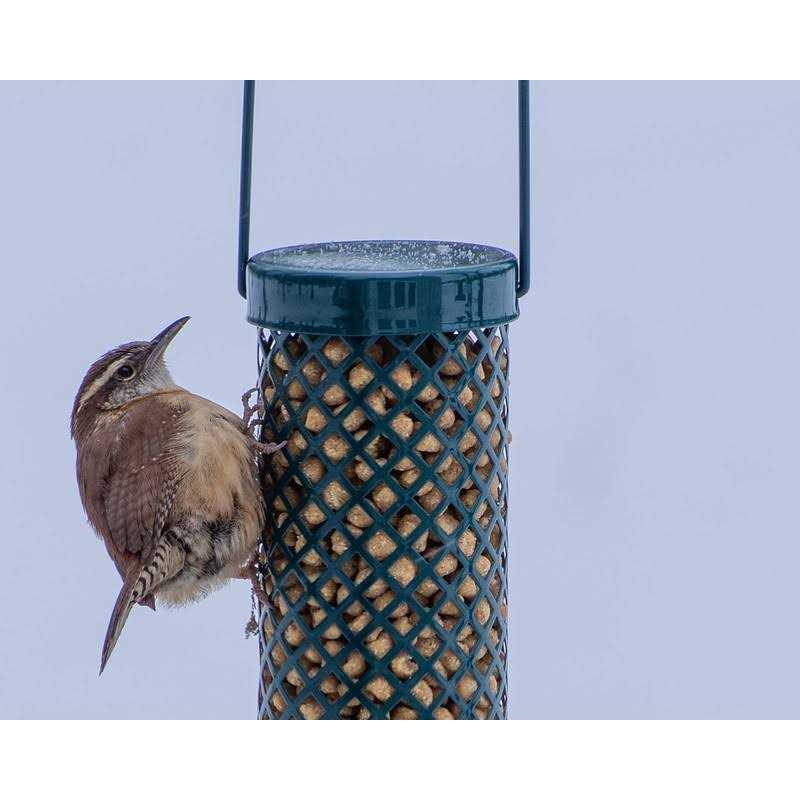 C&s Woodpecker Suet Nuggets No Melt No Waste - Nail Gallerys