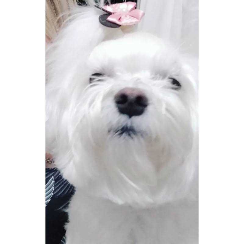 Angels’ Eyes Plus Beef Flavor Tear Stain Soft Chews - Nail Gallerys