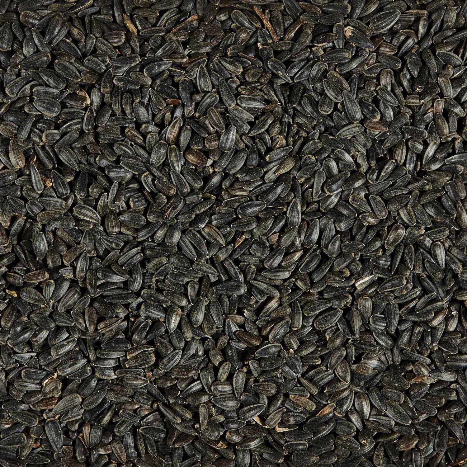 Ace Songbird Black Oil Sunflower Seed Wild Bird Food - Nail Gallerys