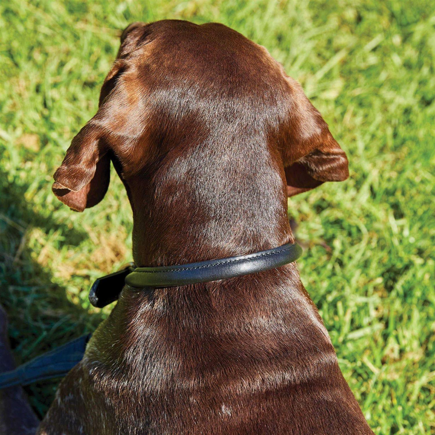 Weatherbeeta Rolled Leather Dog Collar - Nail Gallerys