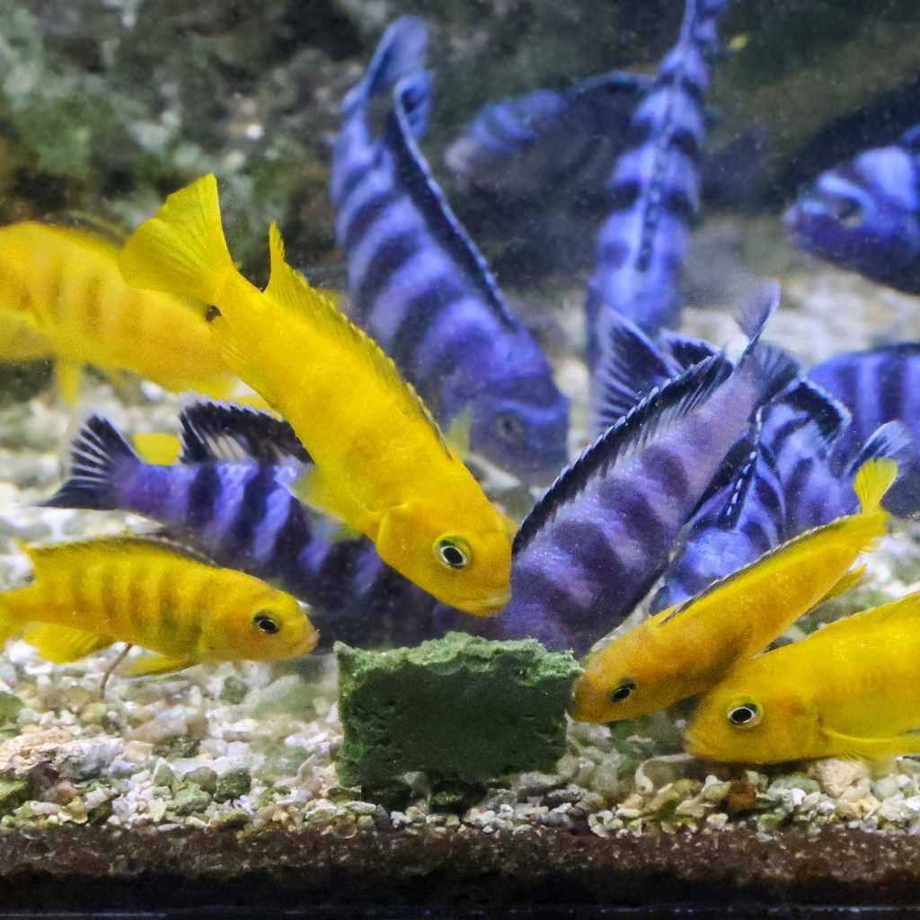 Repashy Soilent Green - Nail Gallerys