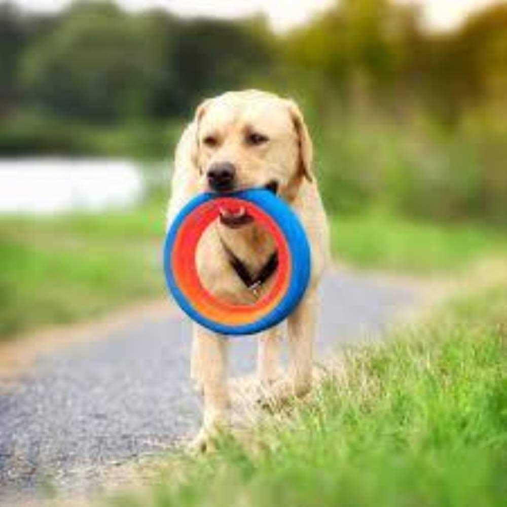 Chuckit! Fetch Wheel Dog Toy - Nail Gallerys