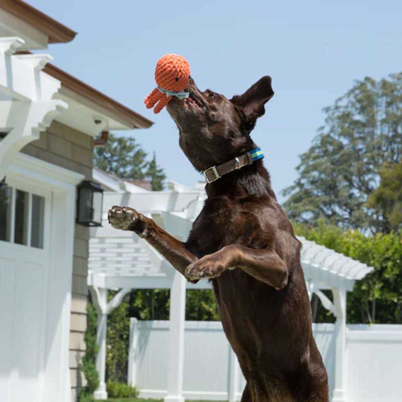 Jax Bones Elton The Octopus Rope Dog Toy - Nail Gallerys