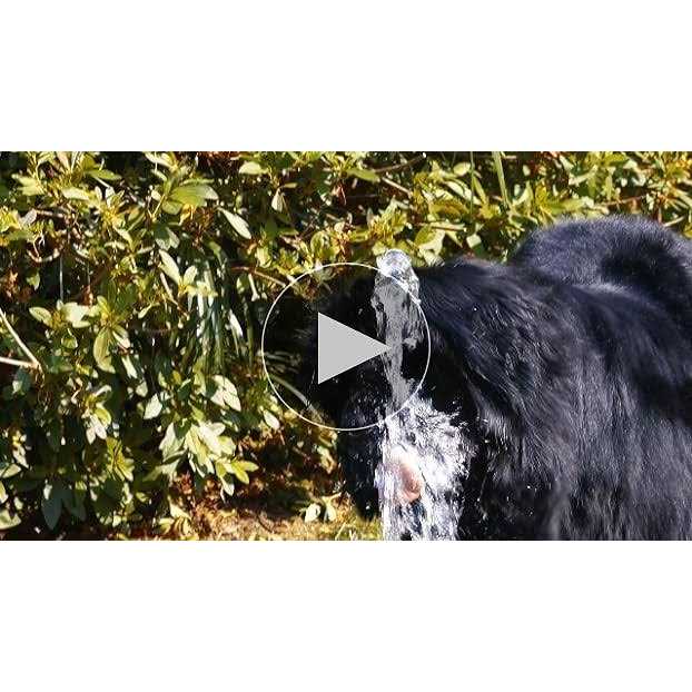 Pet Fit For Life Dog Step-on Sprinkler Dog Toy - Nail Gallerys