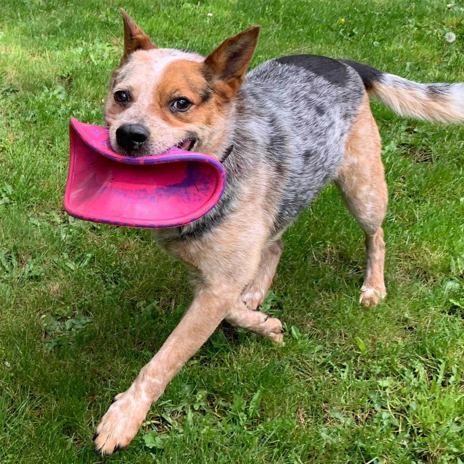 Ruff Dawg Dog Toy K9 Flyer - Nail Gallerys