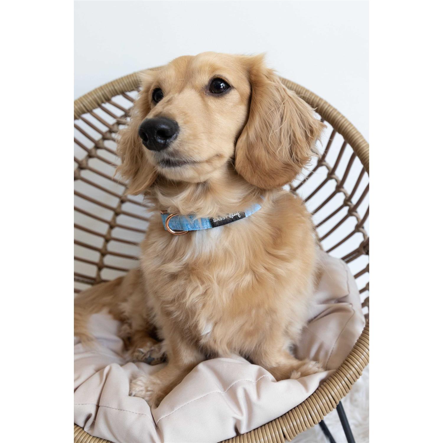 Sassy Woof ‘Aurora’ Dog Collar - Nail Gallerys