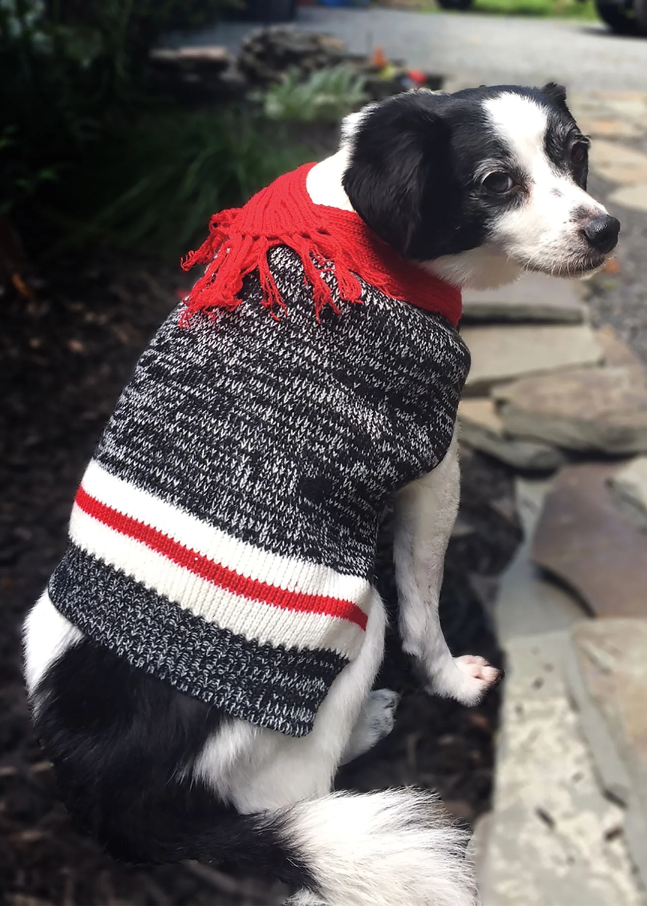 Twisted Yarn Dog Sweater - Nail Gallerys