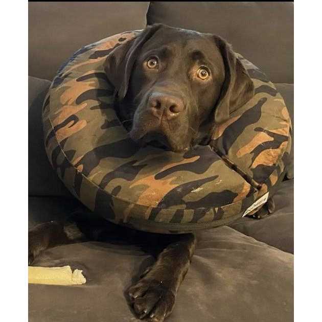 COMFURT Collar Dog & Cat Recovery Collar - Nail Gallerys