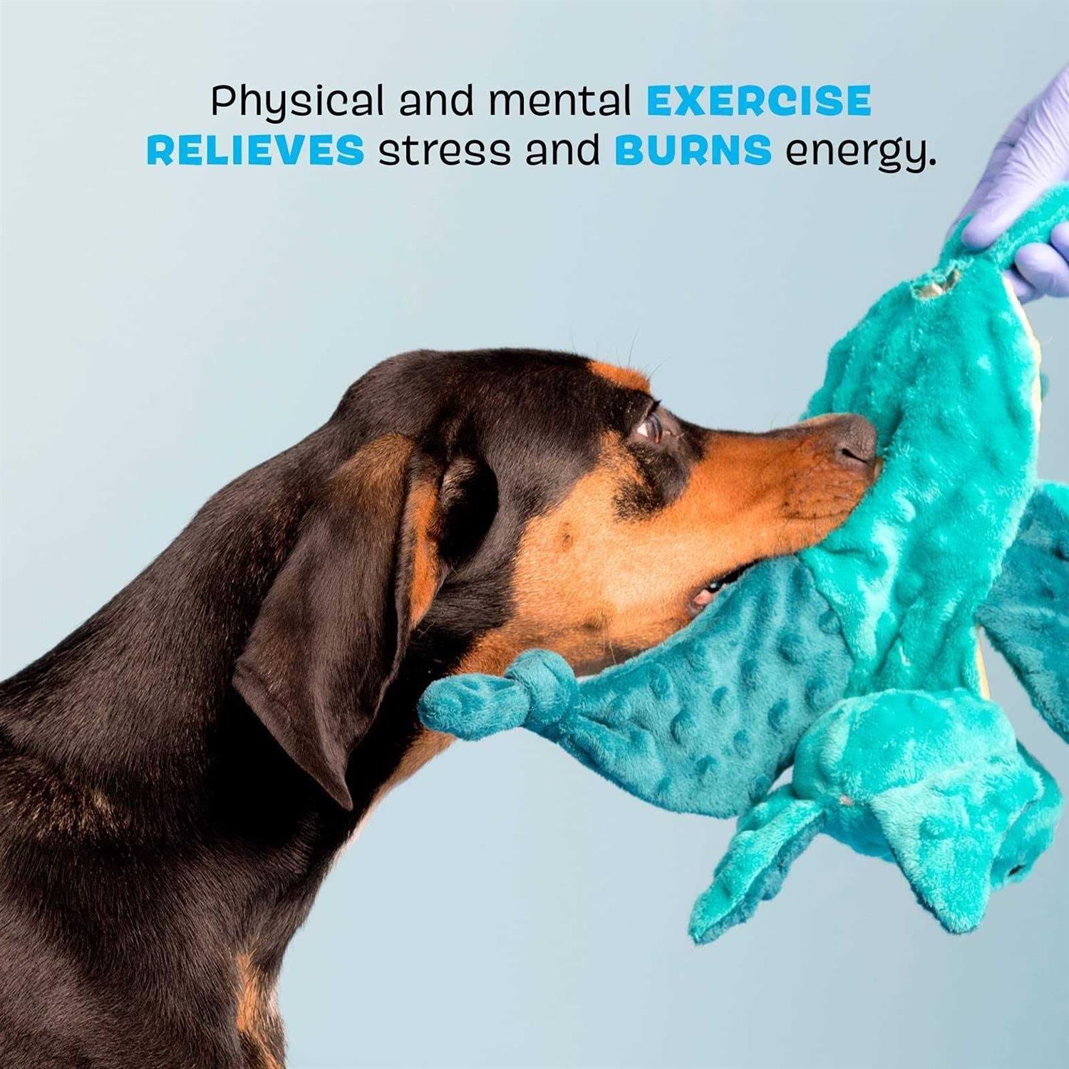 Bark Dingbert the Dragon Plush Dog Toy - Nail Gallerys