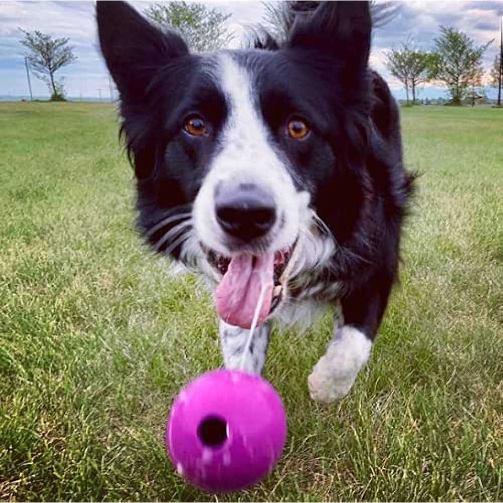 Chew King Fetch Balls Extremely Durable Natural Rubber Toy - Nail Gallerys