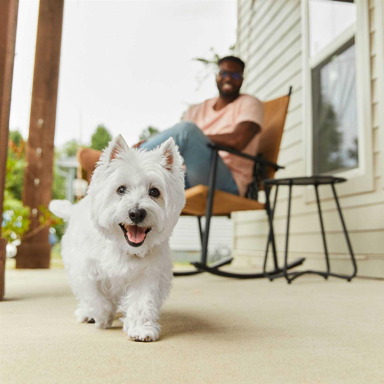 Cesar Wholesome Bowls Wet Dog Food - Nail Gallerys