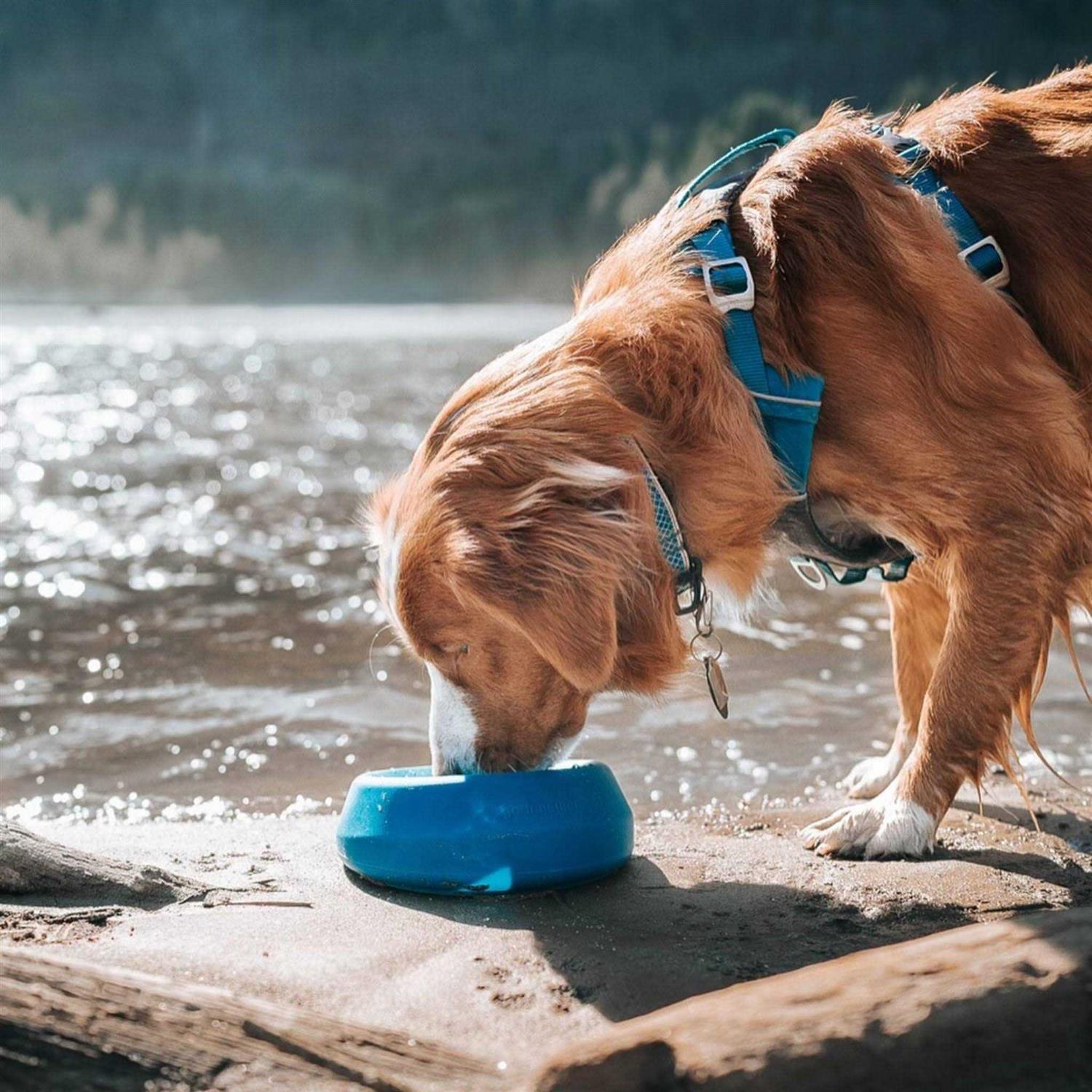 Kurgo Splash Free Wander Water Bowl - Nail Gallerys